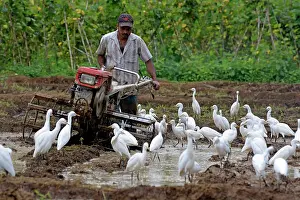Egrets: 80180143 Cattle Egrets - attending man tilling his
