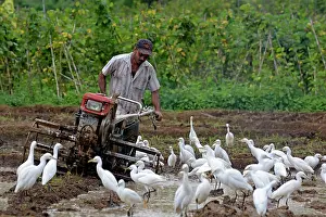 Egrets: 80180144 Cattle Egrets - attending man tilling his