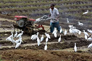 Egrets: 80180145 Cattle Egrets - attending man tilling his