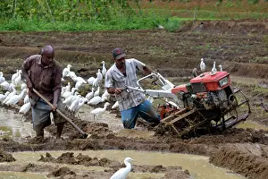 Egrets: 80180146 Cattle Egrets - attending man tilling his