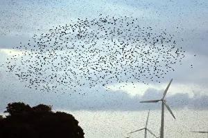 Starlings: 80180147 Starlings - murmuration near turbines eastern