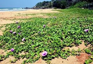 Foot: 80180148 Goats Foot tropical creeping plant that