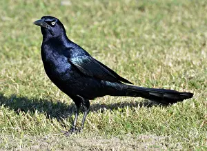 Mexican: 80180150 Great-tailed / Mexican Grackle - male