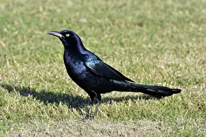 Mexican: 80180151 Great-tailed / Mexican Grackle - male Texas