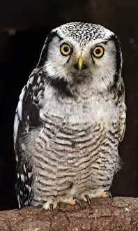 Morris: 80180152 Hawk Owl Europe Surnia ulula Pat Morris
