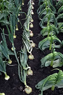 Exhibition: 80180153 Onions - variety Centurion and Exhibition