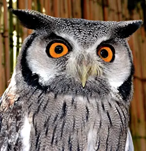 Faced: 80180154 Southern White-faced Owl savannah and