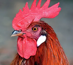 Chickens: 80180155 Chicken - red domestic fowl rooster Rhode