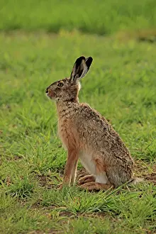 Europaeus: 80180244 European Hare Austria Lepus europaeus