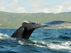 Humpback: 80180253 Humpback Whale - fluking Samana, Domiinican
