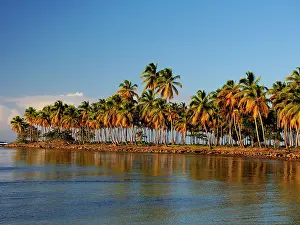 Stefan: 80180254 Palm Trees Samana, Dominican Republic Stefan