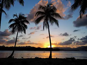 Stefan: 80180256 Palm Trees Samana, Dominican Republic Stefan