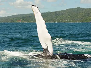 Flipper: 80180257 Humpback Whale - flipper Samana, Domiinican