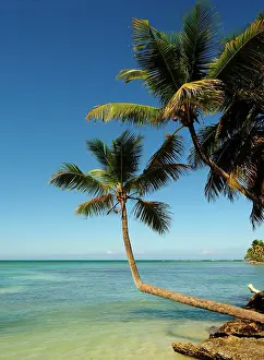 Stefan: 80180258 Palm Trees Samana, Dominican Republic Stefan