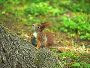 Stefan: 80180259 Red Squirrel Germany Sciurus vulgaris Stefan