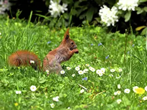 Stefan: 80180260 Red Squirrel Germany Sciurus vulgaris Stefan