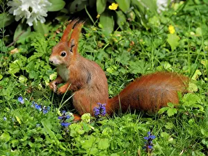 Stefan: 80180261 Red Squirrel Germany Sciurus vulgaris Stefan