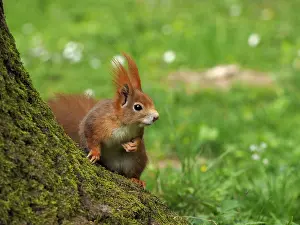 Stefan: 80180262 Red Squirrel Germany Sciurus vulgaris Stefan