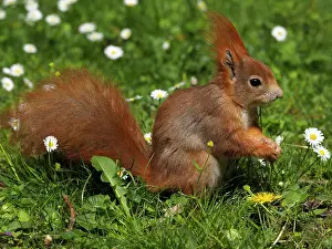 Stefan: 80180263 Red Squirrel Germany Sciurus vulgaris Stefan