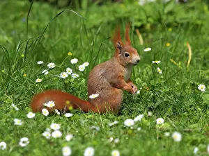 Stefan: 80180264 Red Squirrel Germany Sciurus vulgaris Stefan