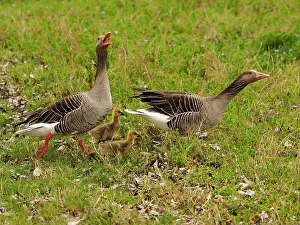 Greylag: 80180268 Greylag Goose - geese family Austria Anser