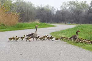 Crossing: 80180269 Greylag Goose - geese family crossing road