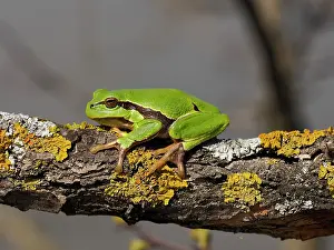 Stefan Meyers: 80180271 European Tree Frog - on branch Austria