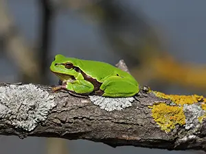 Stefan Meyers: 80180272 European Tree Frog - on branch Austria