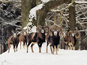 Mouflon: 80180275 European Mouflon - in snow covered forest
