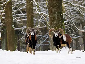 Mouflon: 80180276 European Mouflon - in snow covered forest