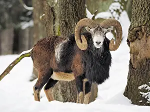 Mouflon: 80180277 European Mouflon - in snow covered forest