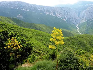 Fennel: 80180289 Giant Fennel - with mountain background