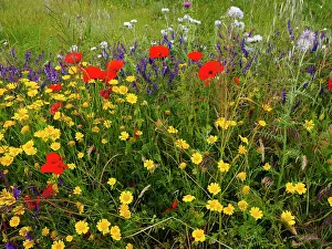 Sardinia: 80180294 Wild Meadow Flowers - including poppy Sardinia
