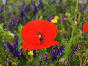 Sardinia: 80180295 Wild Meadow Flowers - including poppy Sardinia