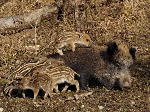 Nursing: 80180303 Wild Boar - female nursing young Germany
