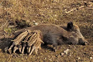 Nursing: 80180304 Wild Boar - female nursing young Germany