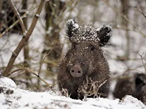 Scrofa: 80180313 Wild Boar - in snow Germany Sus scrofa