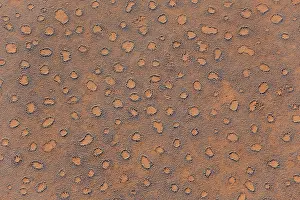 Termite: 80180317 Namib Desert - with so-called Fairy Circles
