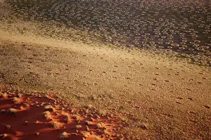 Termite: 80180318 Namib Desert - with so-called Fairy Circles