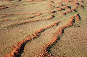 Termite: 80180320 Namib Desert - with so-called Fairy Circles