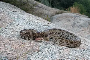 Python: 80180330 Asian Rock Python Bera area, Rajasthan
