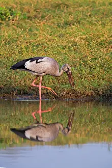 Stork: 80180331 Asian Openbill / Asian Openbill Stork Bera
