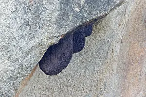 Shade: 80180348 Bees nest - in the rocks - in the shade