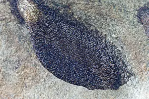 Shade: 80180349 Bees nest - in the rocks - in the shade