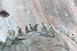 Hanuman: 80180412 Northern Plains Grey Langur / Hanuman Langur