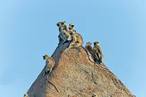 Hanuman: 80180414 Northern Plains Grey Langur / Hanuman Langur