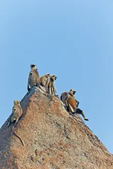Hanuman: 80180415 Northern Plains Grey Langur / Hanuman Langur