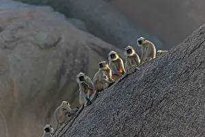 Hanuman: 80180416 Northern Plains Grey Langur / Hanuman Langur