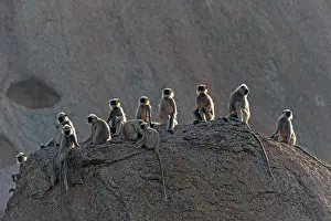 Hanuman: 80180417 Northern Plains Grey Langur / Hanuman Langur