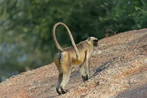 Hanuman: 80180418 Northern Plains Grey Langur / Hanuman Langur
